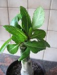 IMG_1627.JPG