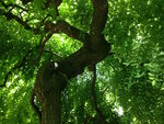 Sophora-3 - copie.jpg