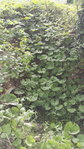 IMG_20160618_092928.jpg