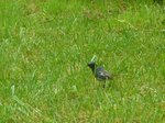 oiseau..JPG