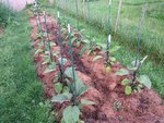 Les aubergines avec le rang de carottes en début de germination au centre.