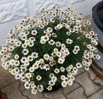 Marguerites - 30 C.jpg