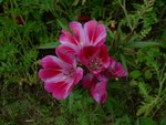 Qui connais le nom de cette fleur semée dans une prairie fleurie ?