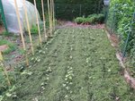 La planche de haricots paillée et les tomates sur la gauche tuteurées.