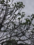 IMG_0642.jpeg