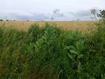 Plante des Chemins.jpg