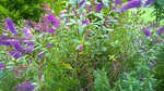 WP_20160620_001.jpg