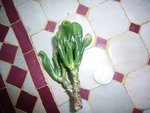 crassula.JPG