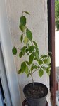 20160620_120613.jpg