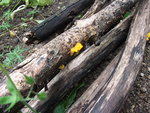 DSCF2449.jpg