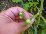 fleurs nouaison , sur gourmant utile.jpg