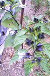 IMG_20151024_181129.jpg