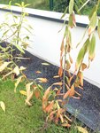 IMG_3368r.jpg
