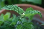 IMG_0777.JPG