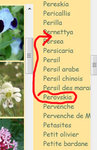 Capture perovskia.JPG