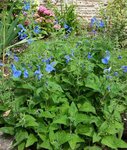 Bleue - 30 N.jpg
