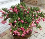 Fuchsia - 30 C.jpg