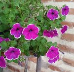 Tropaeolum majus (rose) - 30 C.jpg