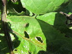 IMG_0087.jpg