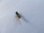 IMG_0081.jpg