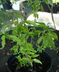 Vitex ou quoi 22.JPG