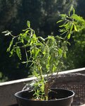 vitex, ou quoi 25.JPG