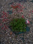 100_9250.JPG