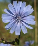 Cichorium intybus 28.JPG