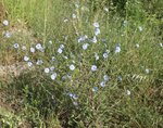 Cichorium intybus 26.JPG