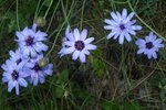 Catananche caerulea 31.JPG