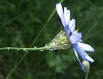 Catananche caerulea 35.JPG