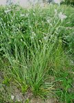 Catananche caerulea 36.JPG