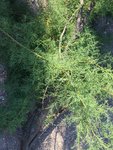 Arbre_a_supprimer-(2).jpg