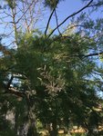 Arbre_a_supprimer-(3).jpg