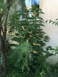 Plante_a_supprimer.jpg