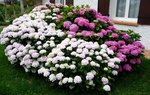 Hydrangea macrophylla - 28 E.jpg