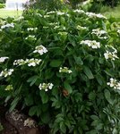 Hydrangea - 28 C.jpg