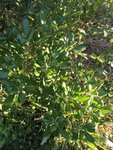 Plante_a_supprimer-(2).jpg