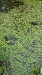 Lentilles d'eau - 30 O.jpg
