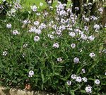 Verbena bonariensis - 30 C.jpg