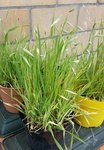 Avena sativa.jpg