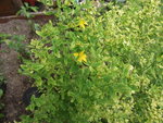 DSCF2459.jpg