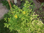 DSCF2461.jpg