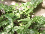 DSCF2463.jpg
