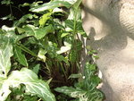 DSCF2466.jpg