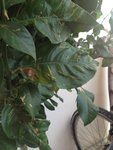 IMG_79152.jpg