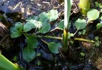 Plante aquatique - 30 O.jpg