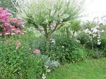2016-06-26 Jardin Thierry_04 X.JPG