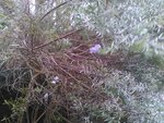 on voit de près la forme de la feuille et la fleur