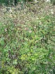 DSC00540 copie.jpg